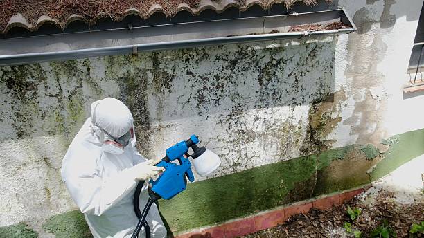 Top rated local Mold Testing specialists in Bunnlevel, NC